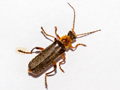 Cantharis nigricans